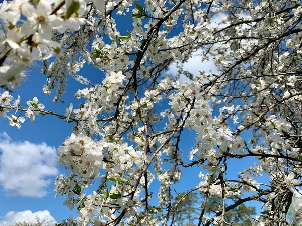 Ramas Con Flores Blancas Cerezo Principios Primavera Contra Cielo Azul —  Fotos de Stock