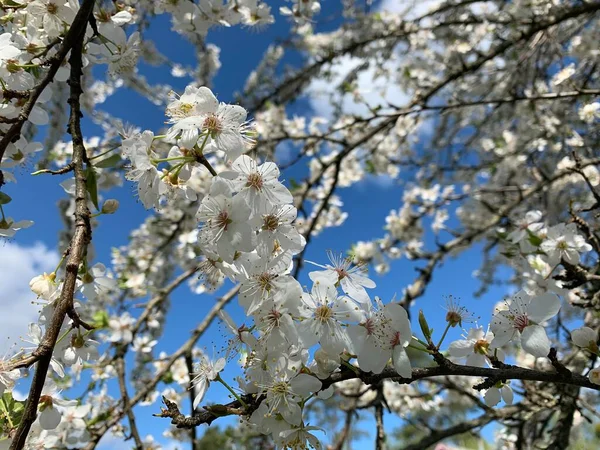 Ramas Con Flores Blancas Cerezo Principios Primavera Contra Cielo Azul — Foto de Stock