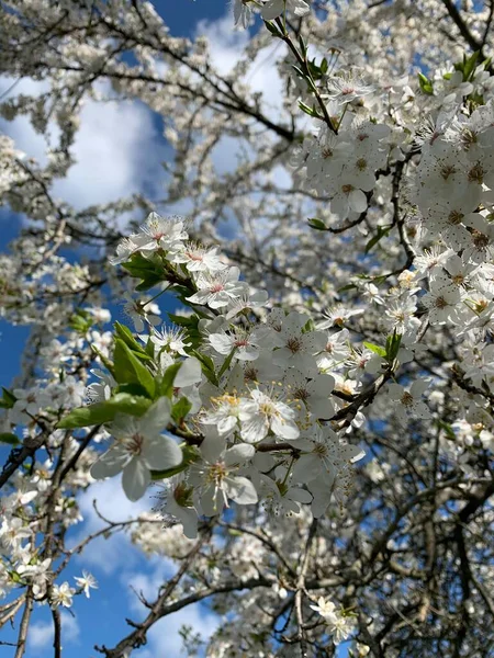 Ramas Con Flores Blancas Cerezo Principios Primavera Contra Cielo Azul —  Fotos de Stock