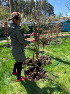 Bir kız baharın başında toprağa bir kayısı ağacı diker. Bahçıvanlık. Bahçe ve sebze bahçesi kavramı.