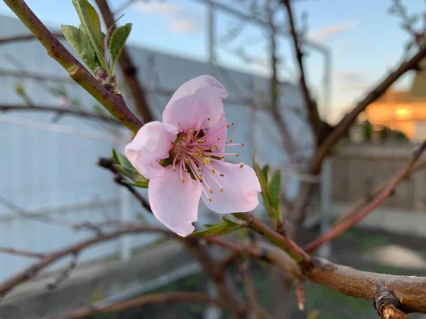 Una Hermosa Flor Rosa Del Manzano Floreciente Cerca —  Fotos de Stock