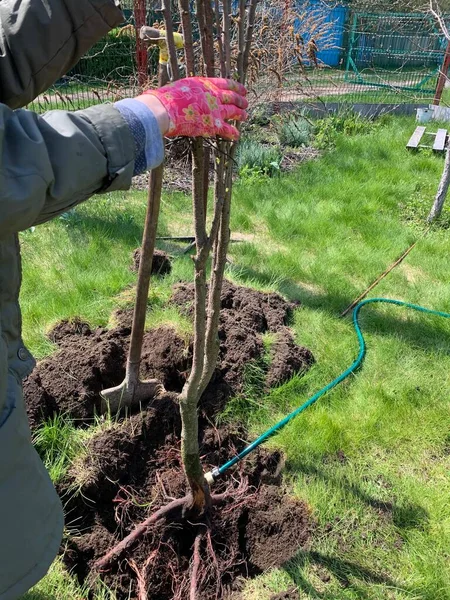 Planter Arbre Dans Sol Dans Jardin — Photo