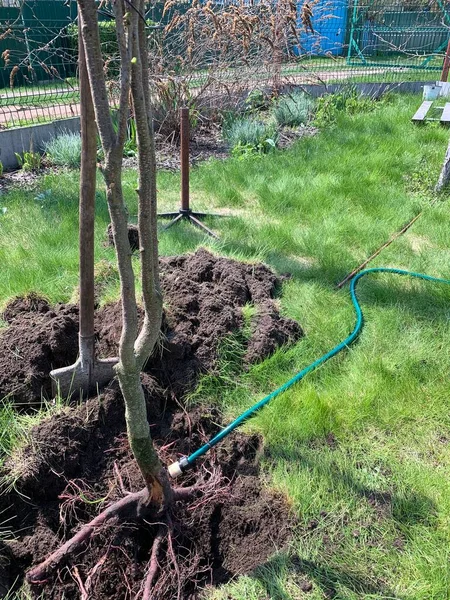 庭に地面に木を植える — ストック写真