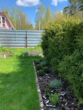 Thuja ve Boxwood çalıları. Bahçe ve sebze bahçesinde peyzaj..