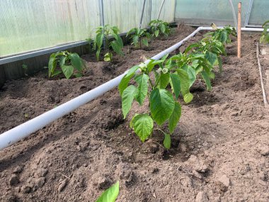 Toprakta sıralanmış çan biberi tohumları. Yeşil biberin ilk meyveleri yakın plan. Sebze bahçesinde sebze yetiştirme fikri. Serada biber tohumları.