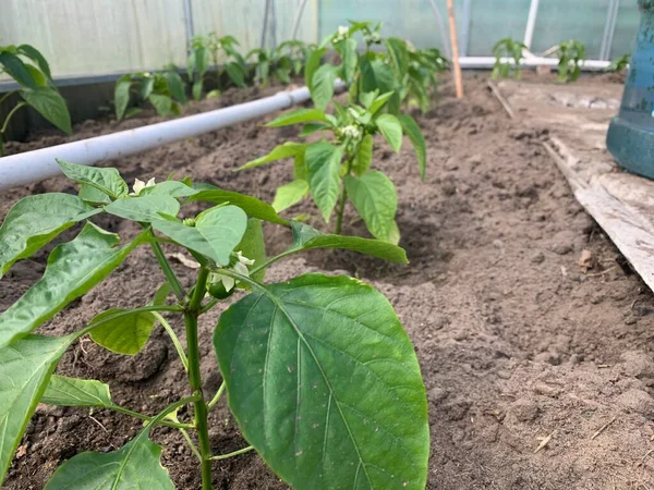 一排排的甜椒幼苗生长在土壤中 有第一批青椒的特写果实 在蔬菜园种植蔬菜的概念 温室里的辣椒幼苗 — 图库照片