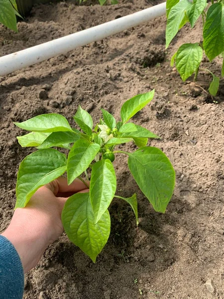 Semis Poivron Dans Les Mains Agriculteur — Photo