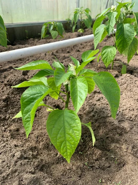 고추와 곁들인 정원에서 후추를 재배하는 — 스톡 사진