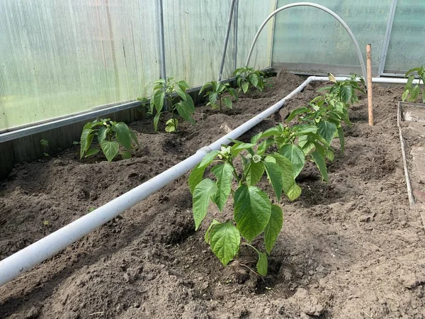 Rangée Plantules Poivrons Dans Sol Avec Les Premiers Fruits Poivrons — Photo