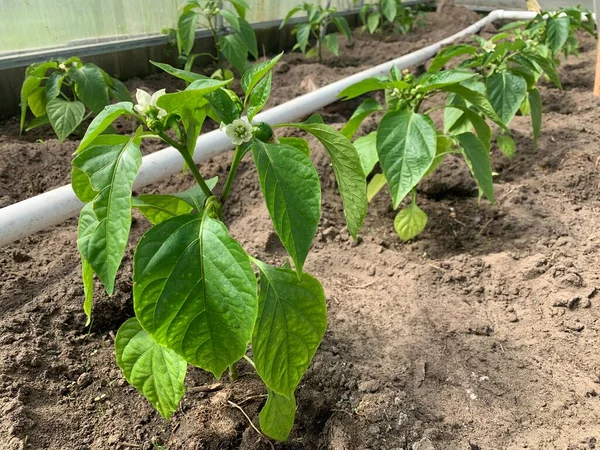 Grüne Paprika Wird Einem Gewächshaus Angebaut Junger Frischer Sprössling Von — Stockfoto