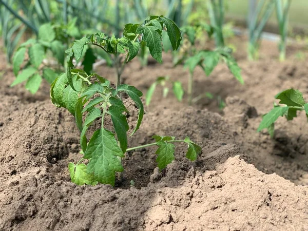 Bibit Tomat Dalam Tanah Konsep Menanam Sayuran Kebun Sayur Bibit — Stok Foto