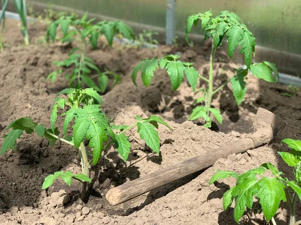 Tomatensetzlinge Der Erde Das Konzept Des Gemüseanbaus Gemüsegarten Tomatensetzlinge Einem — Stockfoto