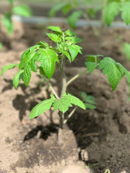 Tomatplantor Planteras Trädgården Odlar Tomater Marken Trädgårds Och Grönsaksträdgårdskoncept Plantor — Stockfoto