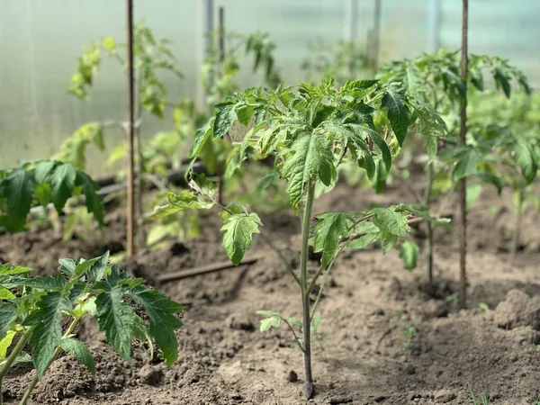 Tomatensetzlinge Der Erde Einem Gewächshaus — Stockfoto