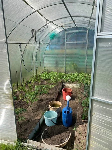 温室里有洋葱 西红柿和萝卜幼苗 花园工具 洗澡水 — 图库照片