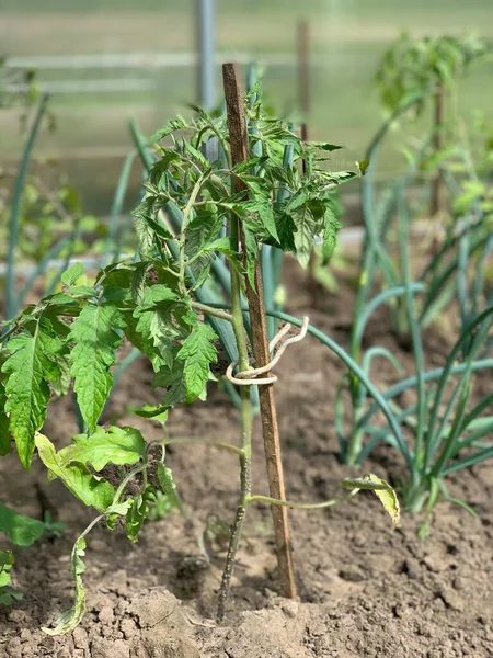 토마토 묘목은 온실에서 자란다 채소밭의 개념입니다 클로즈업 — 스톡 사진