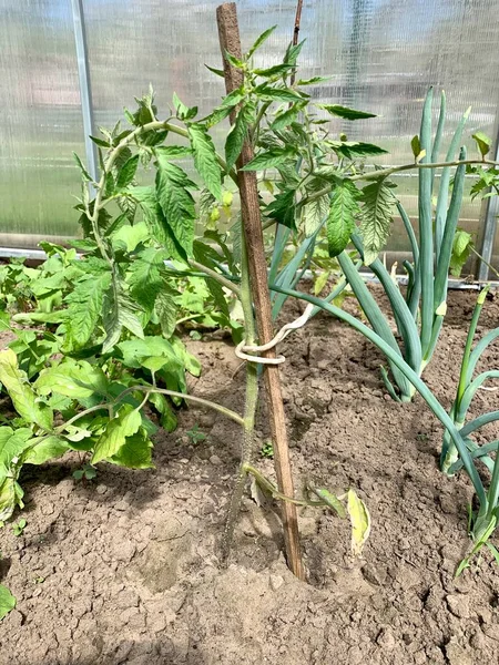 Piantine Pomodoro Giovani Crescono Nel Terreno Una Serra Primo Piano — Foto Stock