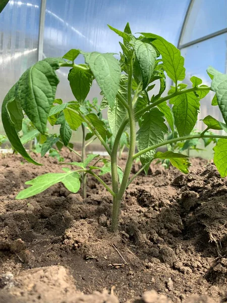 Νεαρά Φυτά Τομάτας Φυτρώνουν Στο Έδαφος Θερμοκήπιο Κοντινό Πλάνο Έννοια — Φωτογραφία Αρχείου