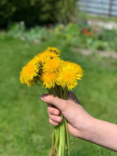 Ένα Μπουκέτο Κίτρινες Πικραλίδες Στα Χέρια Του Κοριτσιού — Φωτογραφία Αρχείου