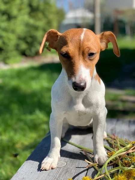 Jack Russell Terrier Pies Siedzi Ławce — Zdjęcie stockowe