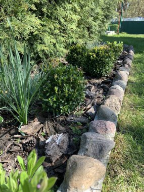 Yuvarlak bir boxwood çalısı toprakta kabuk ile samanlanmış. Peyzaj.