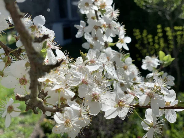 Rama Árbol Frutal Que Florece Con Flores Blancas Cerca Primavera —  Fotos de Stock