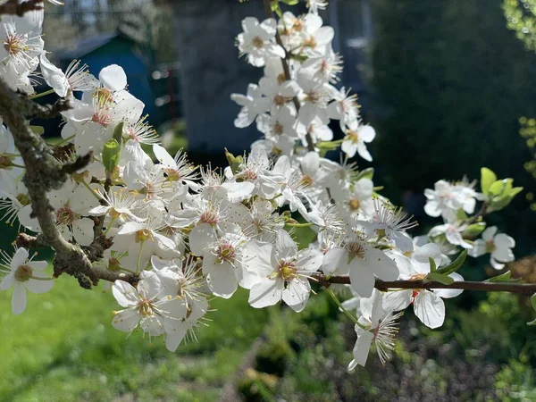 Zweig Eines Obstbaums Der Mit Weißen Blüten Nahaufnahme Blüht Vorfrühling — Stockfoto
