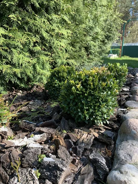 Boxwood Bush Ground Mulched Bark Landscaping — Stock Photo, Image