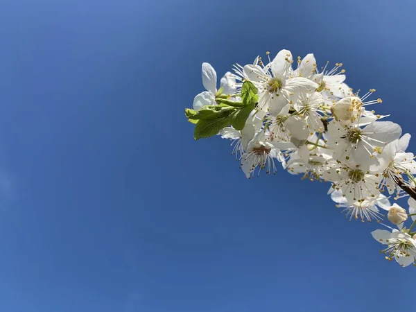 Ramas Con Flores Blancas Contra Cielo Azul Copiar Espacio Lugar —  Fotos de Stock