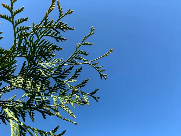 在蓝天的映衬下 绿树成荫 复制空间 放在你的文字位置上 — 图库照片