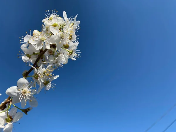 Ramas Con Flores Blancas Contra Cielo Azul Copiar Espacio Lugar —  Fotos de Stock