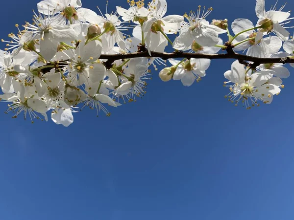 Ramas Con Flores Blancas Contra Cielo Azul Copiar Espacio Lugar —  Fotos de Stock