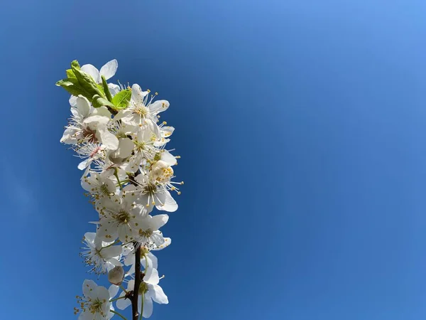 Ramas Con Flores Blancas Contra Cielo Azul Copiar Espacio Lugar —  Fotos de Stock