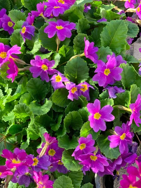 Vackra Ljusa Rosa Blommor Närbild — Stockfoto