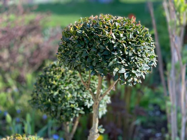 Ronde Buxus Sierheester Close — Stockfoto