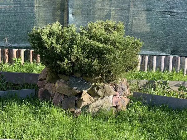 Aiuola Pietra Con Cespugli Decorativi Thuja — Foto Stock