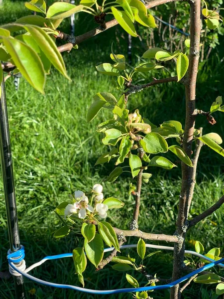 Semis Abricot Fleuri Pousse Dans Potager — Photo