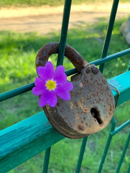 Ett Rostigt Hänglås Hänger Staketet Det Finns Vacker Lila Blomma — Stockfoto