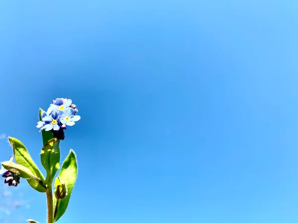 Beaux Oubliettes Bleues Contre Ciel Bleu Espace Copie Place Pour — Photo