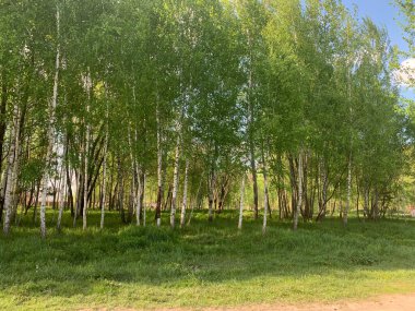 Birch korusu güneşli bir günde.