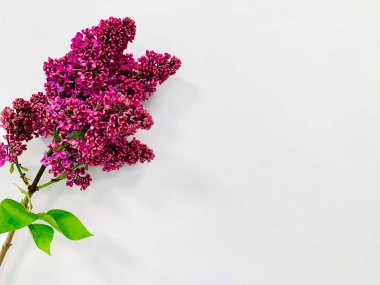 Beyaz arka planda mor leylak dalı. Bahar çiçekleri. Boşluğu kopyala.