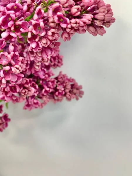 Ένα Κλαδί Μοβ Πασχαλιάς Λευκό Φόντο Κοντινό Πλάνο Ανοιξιάτικα Λουλούδια — Φωτογραφία Αρχείου