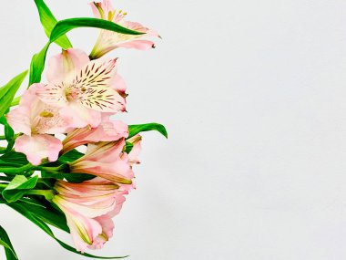 Beyaz arka planda bir buket kremalı zambak. Yakın plan. Boşluğu kopyala.