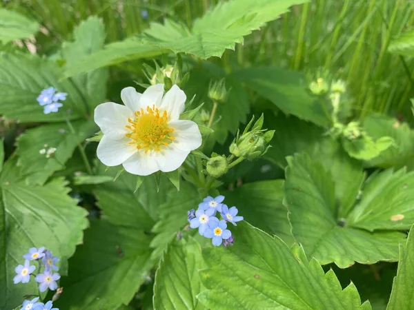 Fehér Epres Virágok Zöld Levelekkel Közelről Vetőmag Eper Koncepciókert Zöldségkert — Stock Fotó