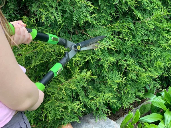 Pemangkasan Ornamental Semak Dengan Gunting Close Taman Dan Konsep Kebun — Stok Foto
