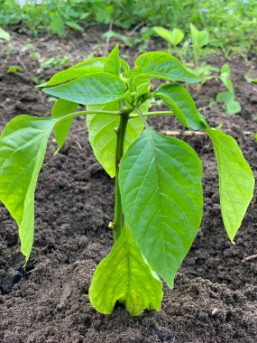 Bell pepper seedlings grow in the garden bed.