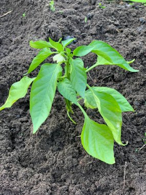 Bell pepper seedlings grow in the garden bed.