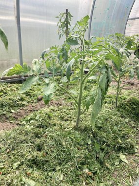 Domates fideleri serada ince kesilmiş çimlerle süslenir..