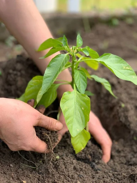Planting Bell Pepper Seedlings Human Hands — Stok Foto