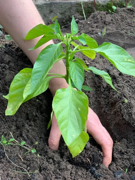 Planting Bell Pepper Seedlings Human Hands — Stok Foto